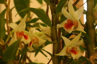 Canon EOS DIGITAL REBEL, 2006:03:11 16:16:39 -- 1/30 sec, f/4.5.  No Flash.3072x2048 Off.