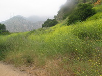 Canon PowerShot G3, 2006:05:21 13:07:51 -- 1/125 sec, f/4.0.  No Flash, Auto.2272x1704 Red-Eye Reduction (Auto).