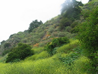 Canon PowerShot G3, 2006:05:21 13:07:57 -- 1/100 sec, f/4.0.  No Flash, Auto.2272x1704 Red-Eye Reduction (Auto).