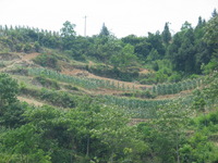 Canon PowerShot G3, 2006:06:21 12:04:13 -- 1/640 sec, f/4.0.  No Flash, Auto.2272x1704 Red-Eye Reduction (Auto).