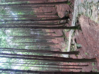 Canon PowerShot G3, 2006:06:25 11:44:24 -- 1/50 sec, f/2.8.  No Flash, Compulsory.2272x1704 Off.