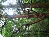 Canon PowerShot G3, 2006:06:25 11:58:47 -- 1/60 sec, f/4.0.  No Flash, Compulsory.2272x1704 Off.