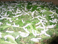 Canon PowerShot G3, 2006:07:01 13:32:32 -- 1/60 sec, f/2.0.  Flash, Auto, Red-Eye Reduce.2272x1704 Red-Eye Reduction (Auto).