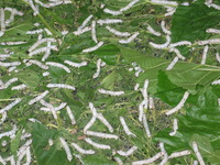 Canon PowerShot G3, 2006:07:01 13:32:58 -- 1/60 sec, f/3.0.  Flash, Auto, Red-Eye Reduce.2272x1704 Red-Eye Reduction (Auto).