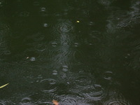 Canon PowerShot G3, 2006:07:01 14:32:41 -- 1/30 sec, f/8.0.  No Flash, Compulsory.2272x1704 Off.