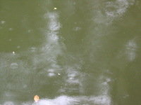 Canon PowerShot G3, 2006:07:01 14:32:57 -- 1/8 sec, f/8.0.  No Flash, Compulsory.2272x1704 Off.