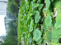 Canon PowerShot G3, 2006:07:03 12:28:58 -- 1/400 sec, f/4.0.  No Flash, Auto.2272x1704 Red-Eye Reduction (Auto).