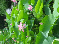 Canon PowerShot G3, 2006:07:03 12:29:06 -- 1/320 sec, f/4.0.  No Flash, Auto.2272x1704 Red-Eye Reduction (Auto).