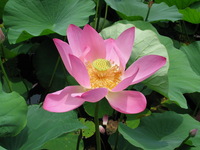 Canon PowerShot G3, 2006:07:03 12:29:49 -- 1/800 sec, f/4.0.  No Flash, Auto.2272x1704 Red-Eye Reduction (Auto).