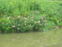 Canon PowerShot G3, 2006:08:19 12:35:33 -- 1/160 sec, f/4.0.  No Flash, Auto.2272x1704 Red-Eye Reduction (Auto).