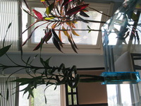 Canon PowerShot G3, 2006:09:17 09:27:35 -- 1/100 sec, f/4.0.  No Flash, Auto.2272x1704 Red-Eye Reduction (Auto).