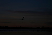 Canon EOS DIGITAL REBEL, 2006:12:27 10:12:23 -- 1/400 sec, f/5.6.  No Flash.3072x2048 Off.