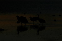 Canon EOS DIGITAL REBEL, 2006:12:27 10:18:20 -- 1/500 sec, f/11.0.  No Flash.3072x2048 Off.