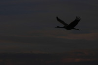 Canon EOS DIGITAL REBEL, 2006:12:27 10:22:05 -- 1/250 sec, f/9.0.  No Flash.3072x2048 Off.