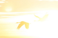 Canon EOS DIGITAL REBEL, 2006:12:27 10:22:39 -- 1/125 sec, f/9.0.  No Flash.3072x2048 Off.