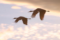 Canon EOS DIGITAL REBEL, 2006:12:27 10:22:56 -- 1/125 sec, f/9.0.  No Flash.3072x2048 Off.