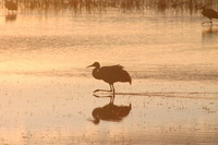 Canon EOS DIGITAL REBEL, 2006:12:27 10:24:16 -- 1/125 sec, f/9.0.  No Flash.3072x2048 Off.