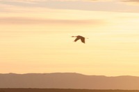 Canon EOS DIGITAL REBEL, 2006:12:27 10:25:02 -- 1/125 sec, f/9.0.  No Flash.3072x2048 Off.