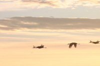 Canon EOS DIGITAL REBEL, 2006:12:27 10:25:53 -- 1/125 sec, f/9.0.  No Flash.3072x2048 Off.