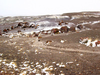 Canon PowerShot G3, 2006:12:28 15:08:31 -- 1/400 sec, f/8.0.  No Flash, Compulsory.2272x1704 Off.