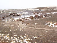 Canon PowerShot G3, 2006:12:28 15:08:31 -- 1/400 sec, f/8.0.  No Flash, Compulsory.2272x1704 Off.