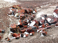 Canon PowerShot G3, 2006:12:28 15:09:58 -- 1/400 sec, f/8.0.  No Flash, Compulsory.2272x1704 Off.