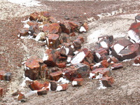 Canon PowerShot G3, 2006:12:28 15:09:58 -- 1/400 sec, f/8.0.  No Flash, Compulsory.2272x1704 Off.