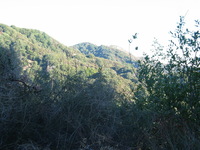 Canon PowerShot G3, 2006:12:29 19:14:41 -- 1/125 sec, f/4.0.  No Flash, Auto.2272x1704 Red-Eye Reduction (Auto).