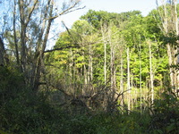 Canon PowerShot A710 IS, 2007:09:18 17:04:11 -- 1/125 sec, f/4.0.  No Flash, Auto.3072x2304 Red-Eye Reduction (Auto).