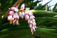 Canon EOS DIGITAL REBEL, 2007:12:25 11:27:27 -- 1/80 sec, f/6.3.  No Flash.3072x2048 Off.