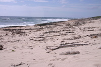 Canon EOS DIGITAL REBEL, 2007:12:29 12:39:35 -- 1/250 sec, f/13.0.  No Flash.3072x2048 Off.