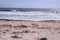 Canon EOS DIGITAL REBEL, 2007:12:29 12:39:40 -- 1/320 sec, f/13.0.  No Flash.3072x2048 Off.