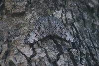 Canon EOS DIGITAL REBEL, 2007:12:31 10:40:08 -- 1/30 sec, f/5.0.  No Flash.3072x2048 Off.