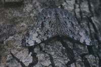 Canon EOS DIGITAL REBEL, 2007:12:31 10:40:36 -- 1/25 sec, f/5.6.  No Flash.3072x2048 Off.