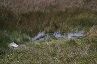 Canon EOS DIGITAL REBEL, 2007:12:31 13:08:36 -- 1/125 sec, f/6.3.  No Flash.3072x2048 Off.