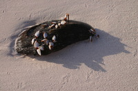 Canon EOS DIGITAL REBEL, 2008:01:01 09:29:13 -- 1/125 sec, f/7.1.  No Flash.3072x2048 Off.