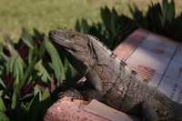 Canon EOS DIGITAL REBEL, 2008:01:01 11:07:08 -- 1/160 sec, f/7.1.  No Flash.3072x2048 Off.