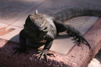 Canon EOS DIGITAL REBEL, 2008:01:01 11:07:18 -- 1/125 sec, f/7.1.  No Flash.3072x2048 Off.