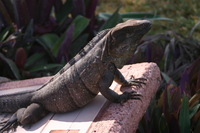 Canon EOS DIGITAL REBEL, 2008:01:01 11:07:36 -- 1/60 sec, f/5.6.  No Flash.3072x2048 Off.