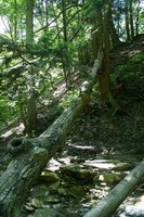 Canon EOS DIGITAL REBEL, 2008:07:01 09:36:35 -- 1/50 sec, f/4.5.  No Flash.3072x2048 Off.