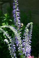 Canon EOS DIGITAL REBEL, 2008:07:01 13:11:45 -- 1/200 sec, f/10.0.  No Flash.3072x2048 Off.