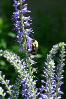 Canon EOS DIGITAL REBEL, 2008:07:01 13:11:48 -- 1/200 sec, f/10.0.  No Flash.3072x2048 Off.