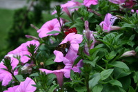 Canon EOS DIGITAL REBEL, 2008:07:01 13:29:37 -- 1/125 sec, f/8.0.  No Flash.3072x2048 Off.