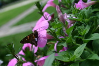 Canon EOS DIGITAL REBEL, 2008:07:01 13:29:40 -- 1/125 sec, f/8.0.  No Flash.3072x2048 Off.