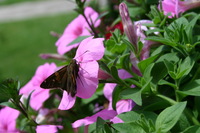 Canon EOS DIGITAL REBEL, 2008:07:01 13:29:42 -- 1/160 sec, f/9.0.  No Flash.3072x2048 Off.