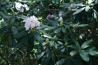 Canon EOS DIGITAL REBEL, 2008:07:01 13:43:34 -- 1/20 sec, f/5.6.  No Flash.3072x2048 Off.