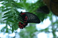 Canon EOS DIGITAL REBEL, 2008:07:01 14:00:29 -- 1/40 sec, f/5.0.  No Flash.3072x2048 Off.