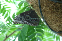 Canon EOS DIGITAL REBEL, 2008:07:01 14:00:39 -- 1/10 sec, f/5.6.  No Flash.3072x2048 Off.