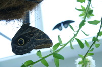 Canon EOS DIGITAL REBEL, 2008:07:01 14:00:44 -- 1/25 sec, f/5.6.  No Flash.3072x2048 Off.