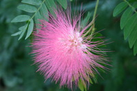 Canon EOS DIGITAL REBEL, 2008:07:01 14:00:57 -- 1/25 sec, f/5.6.  No Flash.3072x2048 Off.